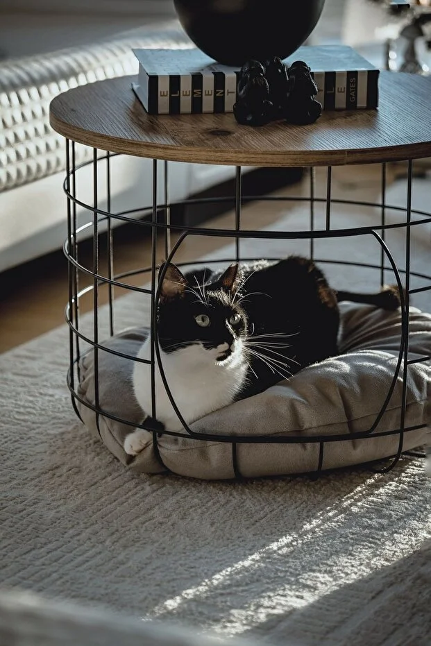 2 Li Kedi Yuvalı Sepet Sehpa Yastıklı Metal Zigon Çok Amaçlı Orta Sehpa